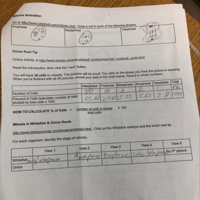 Observing mitosis lab answer key