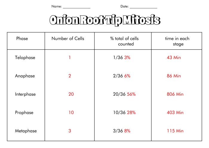 Observing mitosis lab answer key